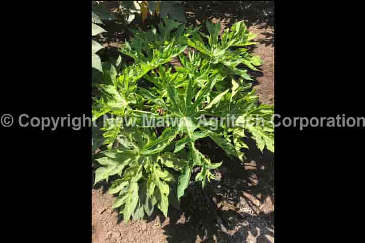 NPOP organic certified virucide leaf curl treatment in chilli